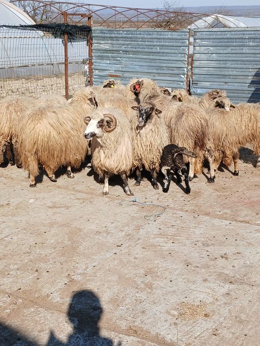 Oi cu miei de vanzare urgent