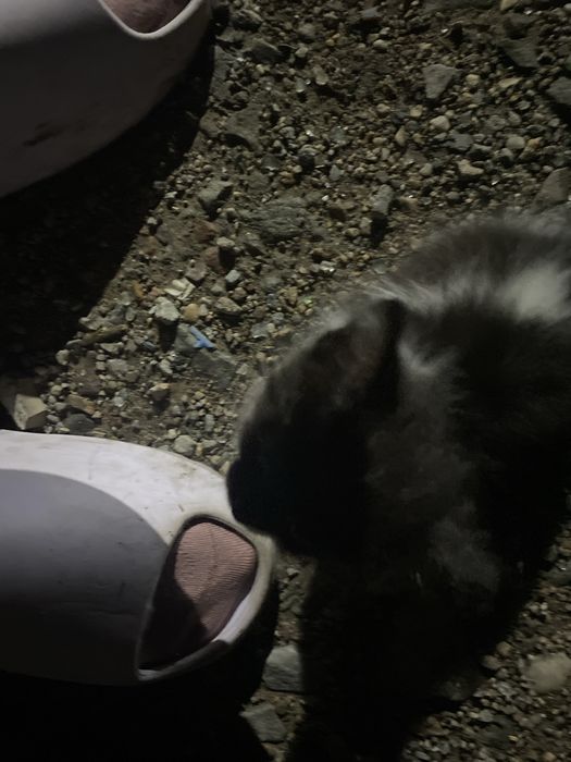 котенок кому нужен