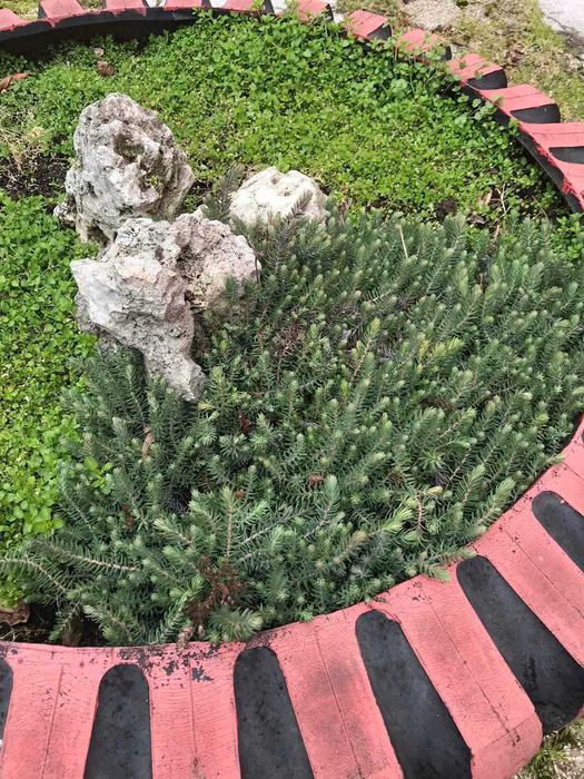 Сукуленти / Алпийска роза / Дебелец