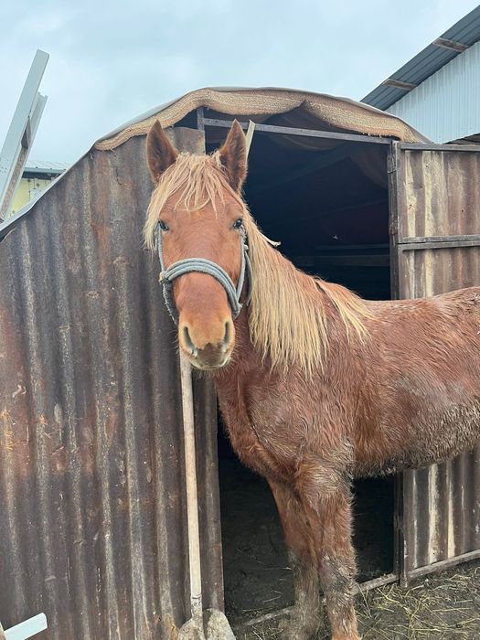 Донен шыгар сатылады семиз