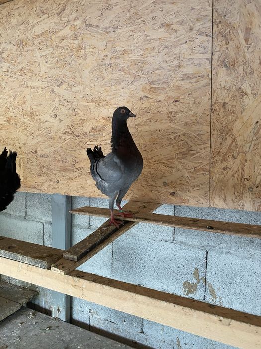 Голуби мальтийская курочка.Кинги.