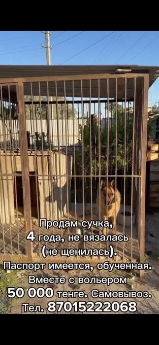 Немецкая овчарка