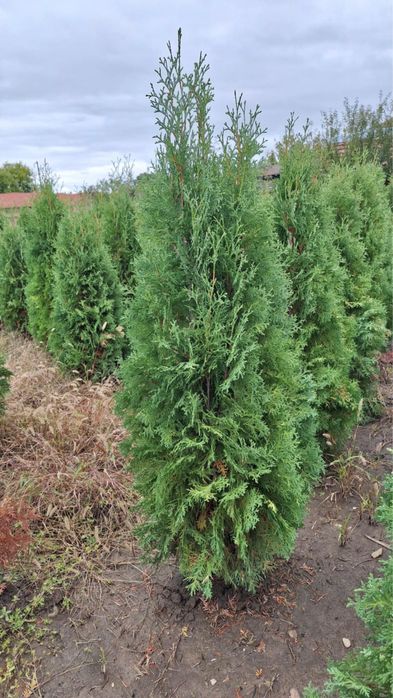 Туя, западна смарагд