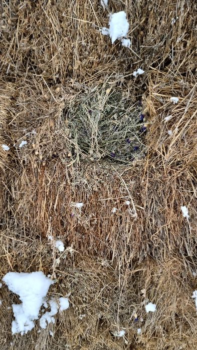 Шөп сатылады 1000 тг