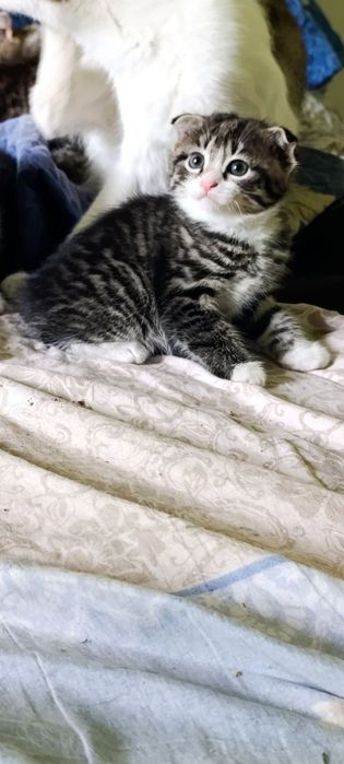 Oʻsma quloq mushuk Вислоухие котята
