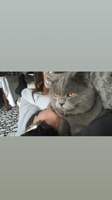 Sotiladi!Zotdor Mushuk