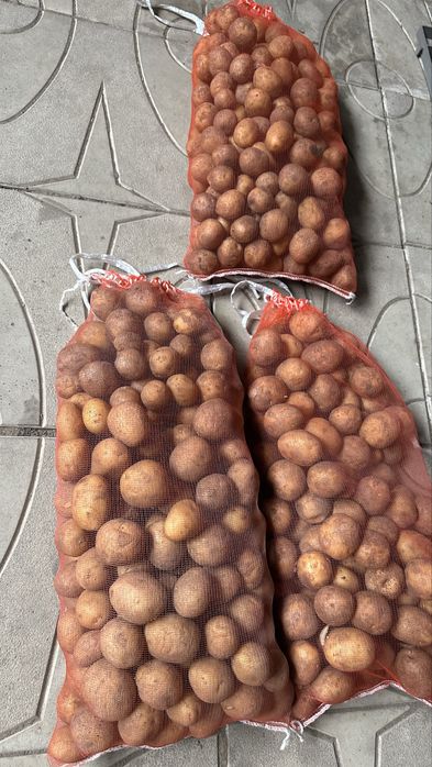Картофель местный