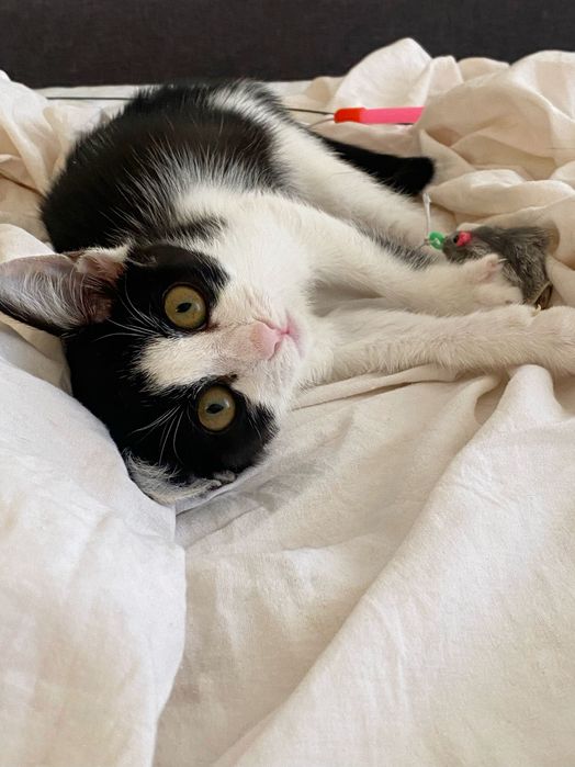 Котенце, момиче, 3 месеца