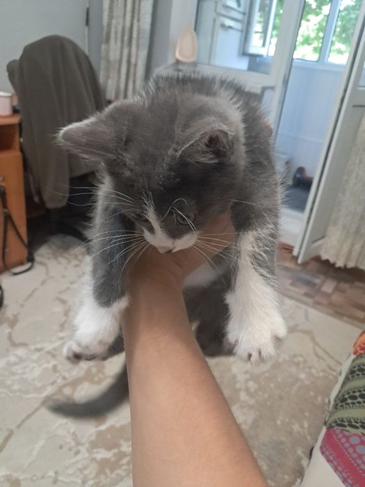 Отдам котенка, 3 месяца