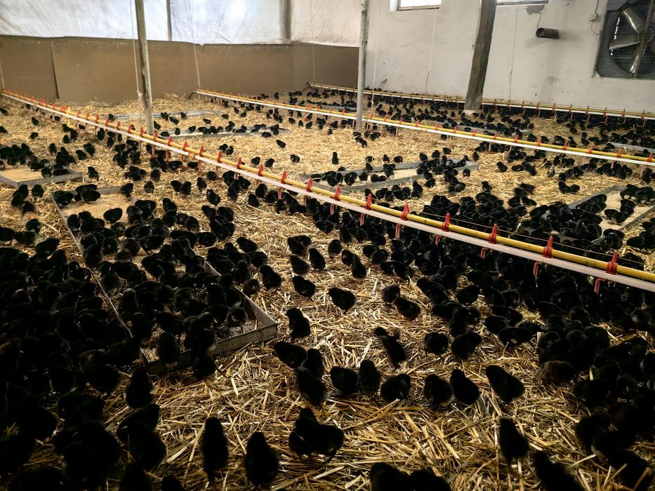 Ярки Супер Харко на 3 месеца Ивански