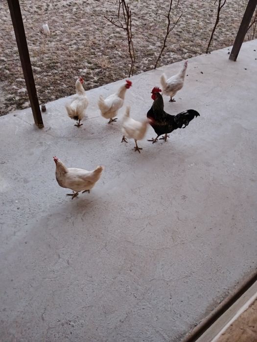 Ху́роз ва товуклар