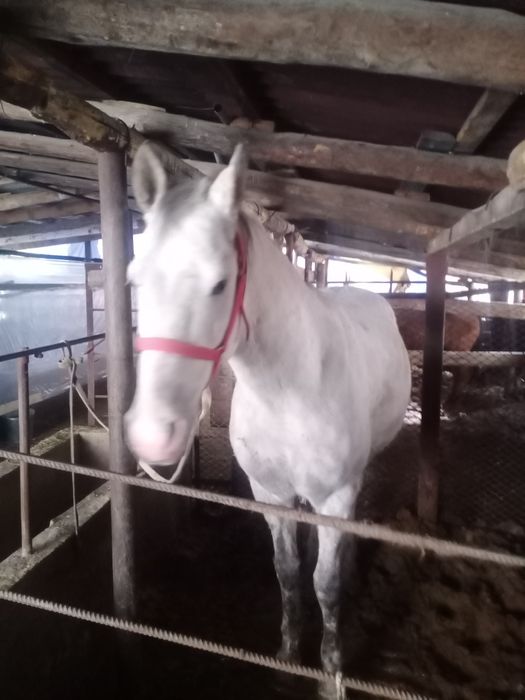 Айғыр 6 жасар жуас