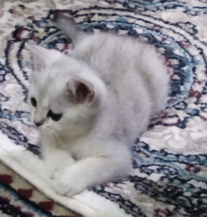 Продаются котята серебряная шиншилла