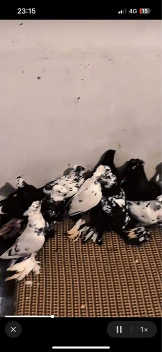 Сочи жуки голуби