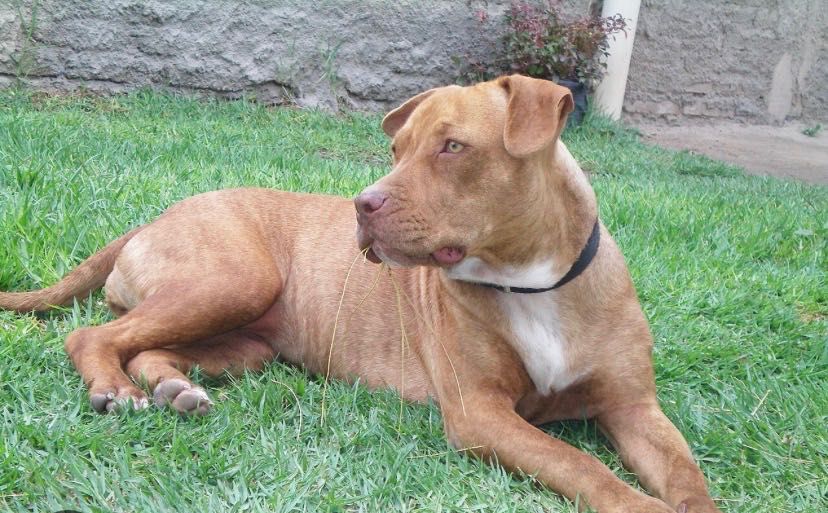 Pitbul kuchuk sotiladi