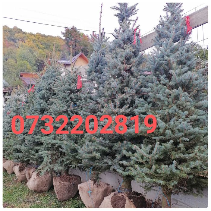 Tuia, Brazi, Mesteacăn, Tei, Platan, Paltin, Cedru, Prunus etc