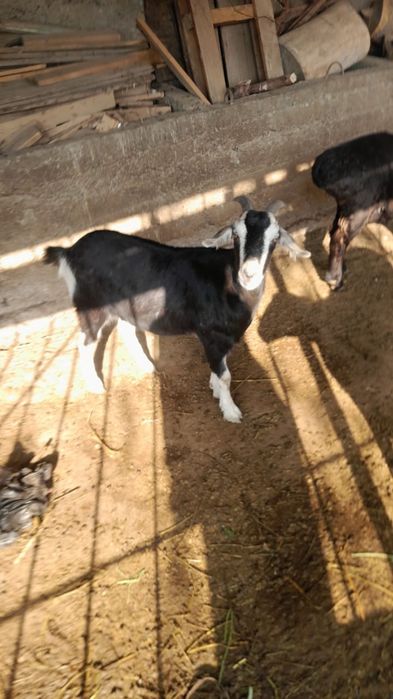 козы продается ешкі сатылады