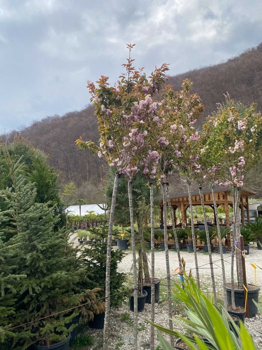 Plante Ornamentale pentru Amenajari Peisagistice
