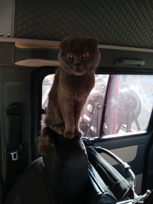 Skotish fold zotlik mushuk