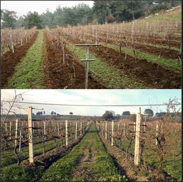 Сенсорный культиватор для сада и виноградника