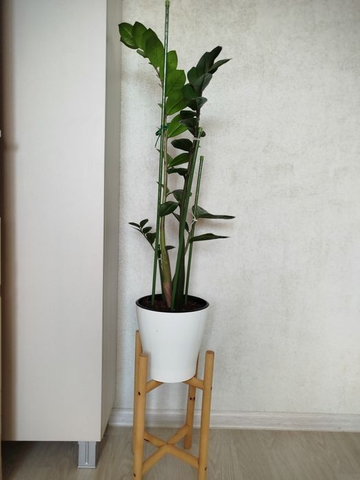 Комнатные растения.