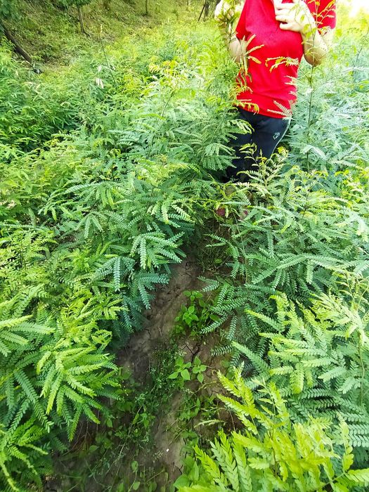 Puteți salcâm și gladiță