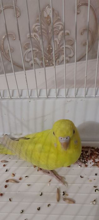 продам попугая красавицу