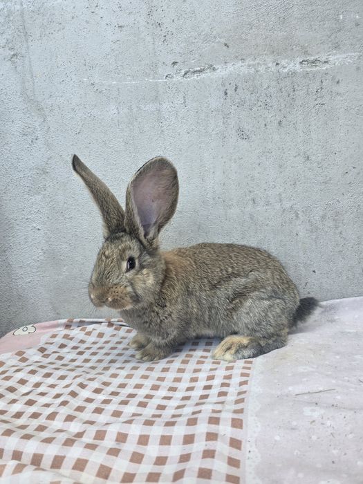 Vand pui urias german