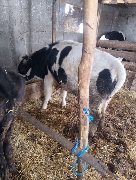 Taur de vânzare foarte cuminte