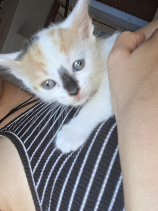 Подарявам котенца