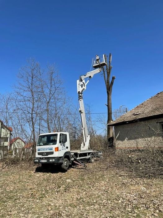 Toaletari , taiere , defrisare si cosmetizare copaci