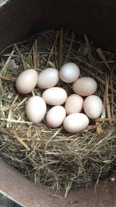 Ouă proaspete de la gaini crescute bio!