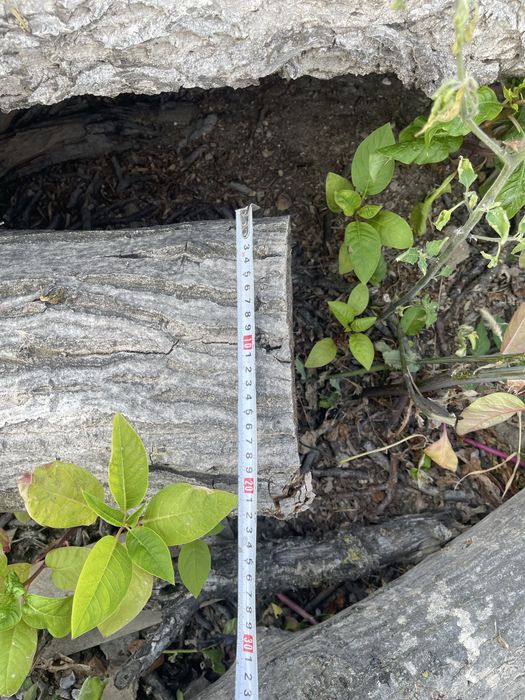 Орех-дърво на трупи