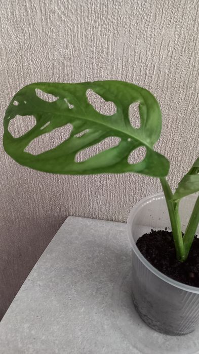 Продам цветок Монстера