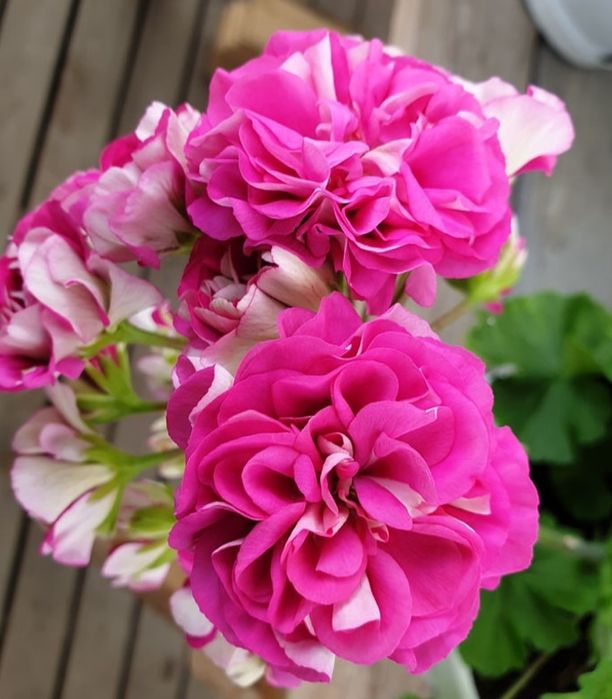 Продам укорененные пеларгонии