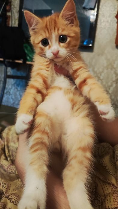 Котенок в добрые руки