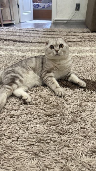 Вислоухий Кот на вязку