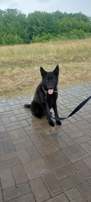 Немецкая овчарка черного окраса.