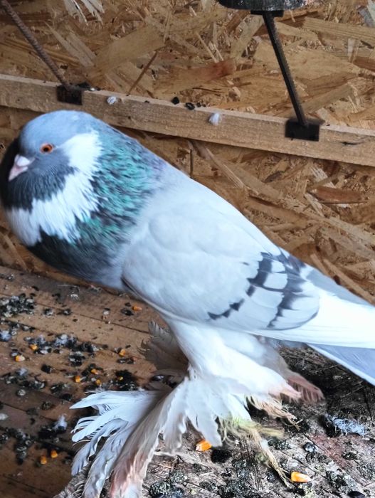 Gușați de pomerania