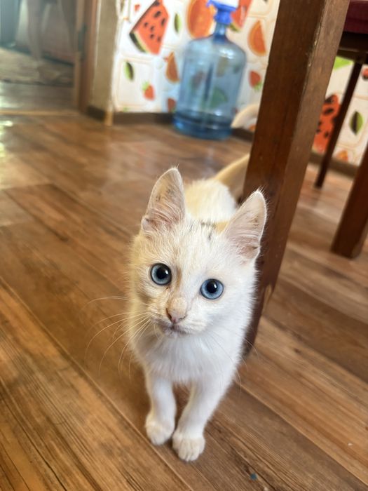 Белый котенок 2,5 мес