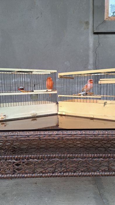 Har xil turdagi Kanareykalar