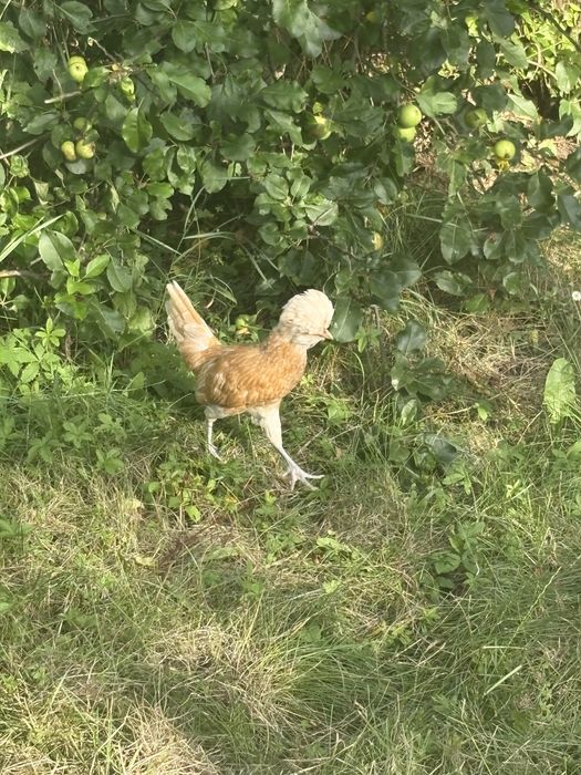 pui paduana , alba alb cu pete negre si chamois