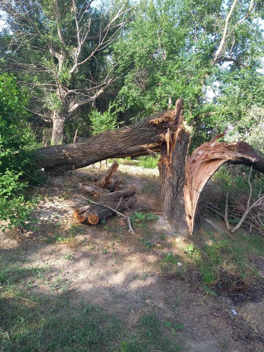 Дерева  на дрова