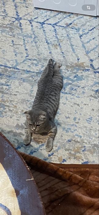 Котенок породистый (девочка)