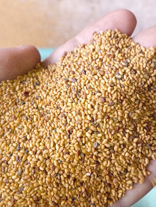 Vind sămintă de lucernă