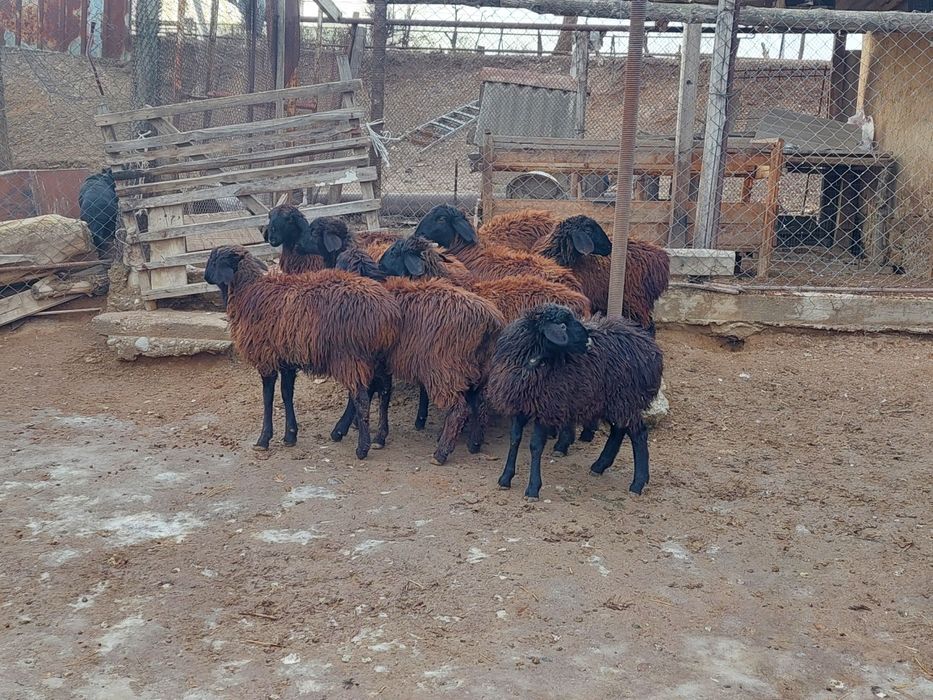 Ургашы токтылар сатылады