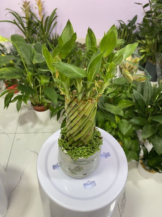 Цветы для дома и офиса. В скидочных ценах