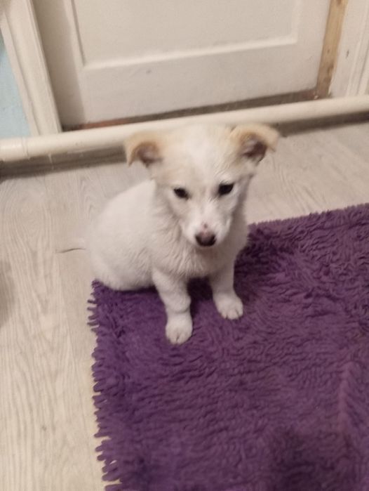 Отдам в добрые руки щенков