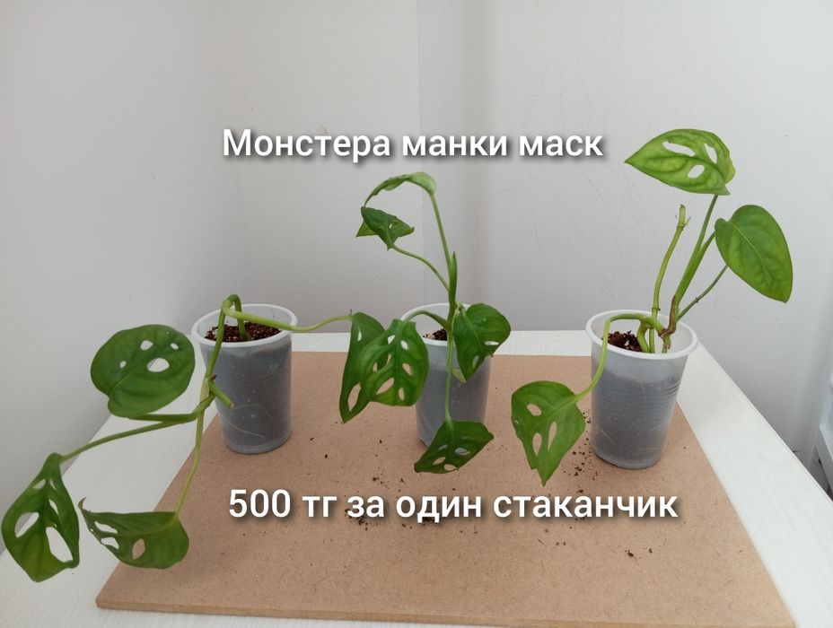 Үй гүлдері/Комнатные растения