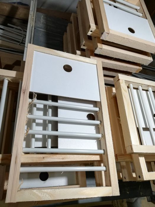 Fete de boxe porumbei